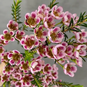 fresh cut pink wintersweet wholesale, 55-60cm stem length, 300g per bunch, fragrant winter flowers bundled for florist delivery, freshflowerwholesale