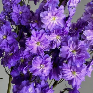 close up of purple delphinium flowers, multiple vibrant florets on tall spike, rich royal purple petals, wholesale cut flowers freshflowerwholesale