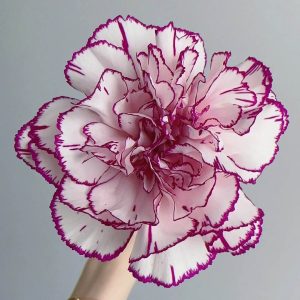 Purple Goblin Carnation | Fresh Cut Carnations