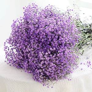 Purple Gypsophila