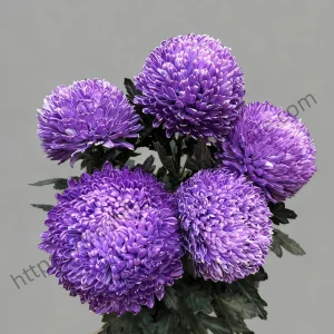 fresh cut purple peony chrysanthemums wholesale, 70-75cm stem length, long stem bunched for florist delivery, freshflowerwholesale