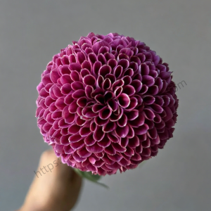 Purple Pompon Mum