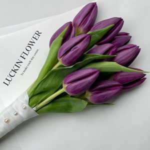 fresh cut purple tulips wholesale, 40-50cm stem length, bunched for florist delivery, freshflowerwholesale