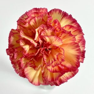 Rainbow Carnation | Fresh Cut Carnations