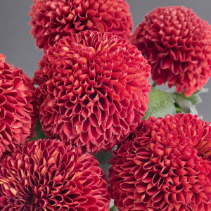 Red Pompon Mum