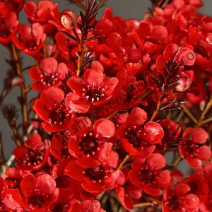 fresh cut red wintersweet wholesale, 55-60cm stem length, 300g per bunch, fragrant winter flowers bundled for florist delivery, freshflowerwholesale