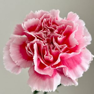 Smiling Face Carnation | Fresh Cut Carnations