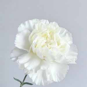 White Carnation | Fresh Cut Carnations
