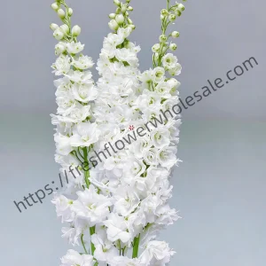 fresh cut white delphinium wholesale, long stem bunched for florist delivery, freshflowerwholesale