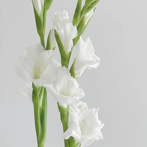 White Gladiolus