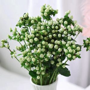 White Hypericum