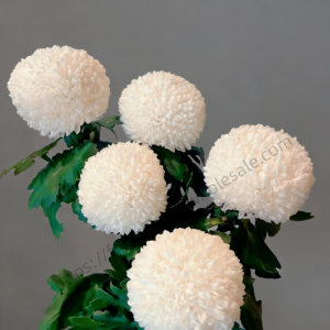 White Pompon Mum