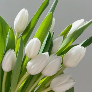 fresh cut white tulips wholesale, 40-50cm stem length, bunched for florist delivery, freshflowerwholesale