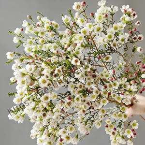 fresh cut white wintersweet wholesale, 55-60cm stem length, 300g per bunch, fragrant winter flowers bundled for florist delivery, freshflowerwholesale