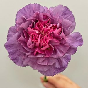 Wild Horse Carnation | Fresh Cut Carnations