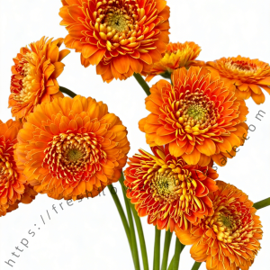 Yellow Gerbera1