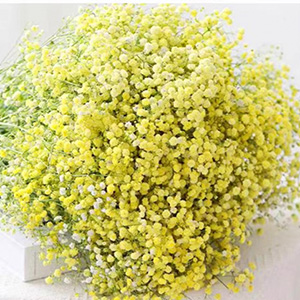 Yellow Gypsophila