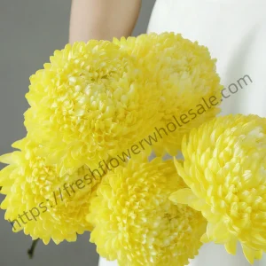 yellow peony chrysanthemums tall arrangement, long stem 70-75cm sunny yellow flowers for autumn events and celebrations, wholesale supplier freshflowerwholesale