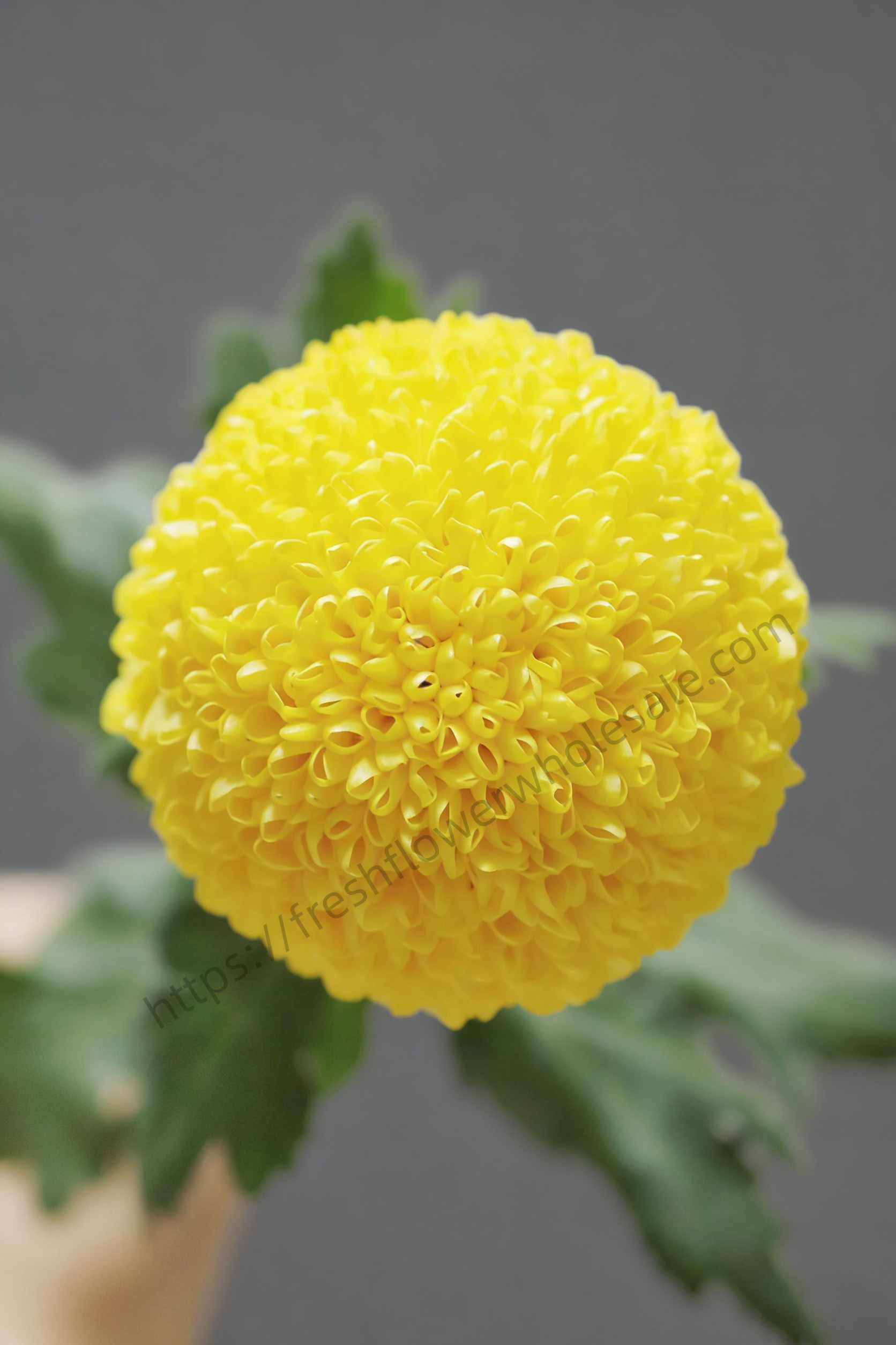 Yellow Pompon Mum