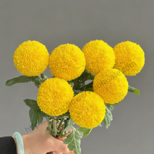 Yellow Pompon Mum
