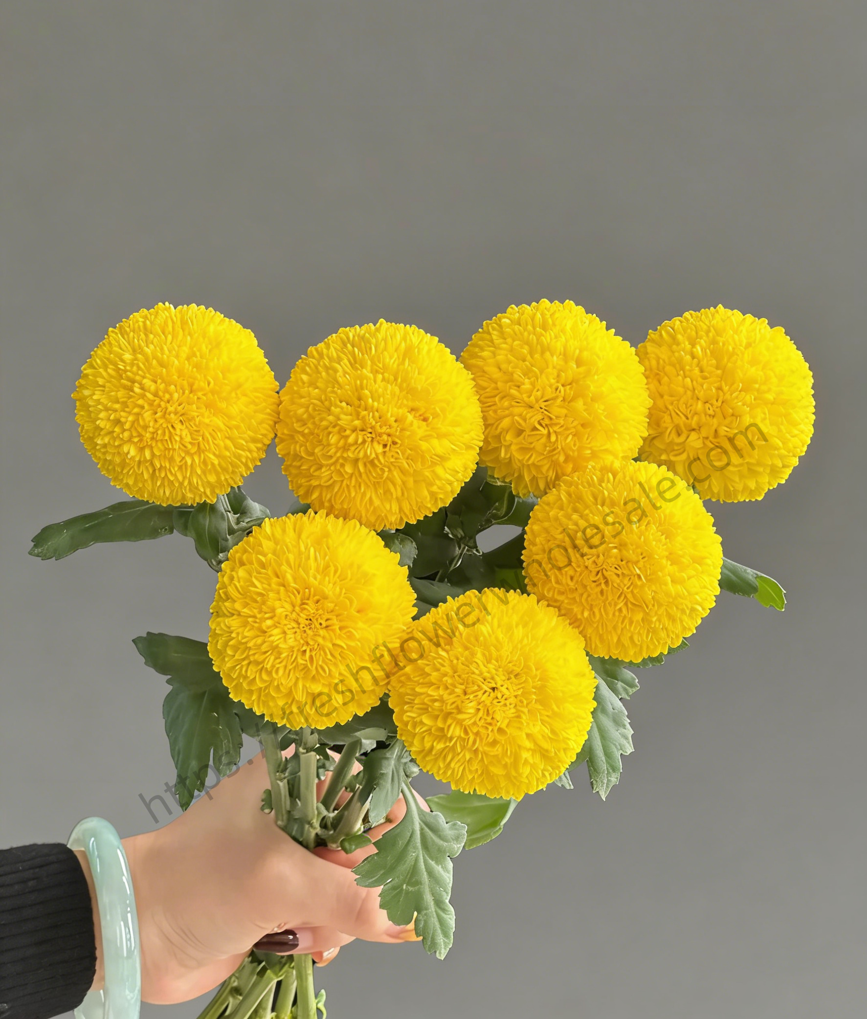 Yellow Pompon Mum