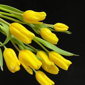 fresh cut yellow tulips wholesale, 40-50cm stem length, bunched for florist delivery, freshflowerwholesale