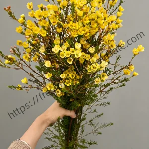 fresh cut yellow wintersweet wholesale, 55-60cm stem length, 300g per bunch, fragrant winter flowers bundled for florist delivery, freshflowerwholesale