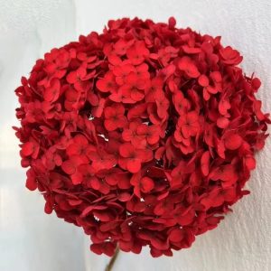 Red Hydrangea