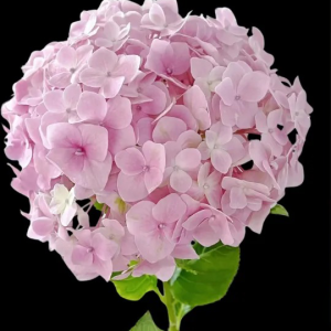 Light Pink Hydrangea