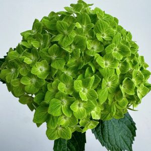 Green Hydrangea