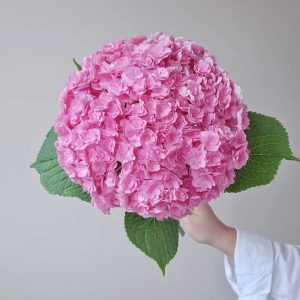Multi- petaled Pink Hydrangea