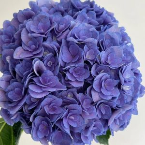 Multi- petaled Purple Hydrangea