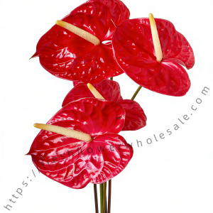 Anthurium Red