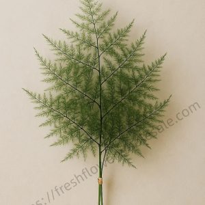 Asparagus Fern