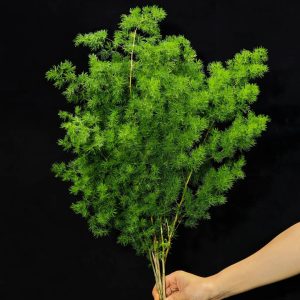 Asparagus densiflorus