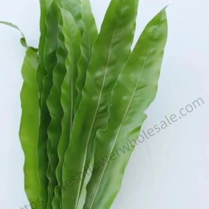 Asplenium Nidus