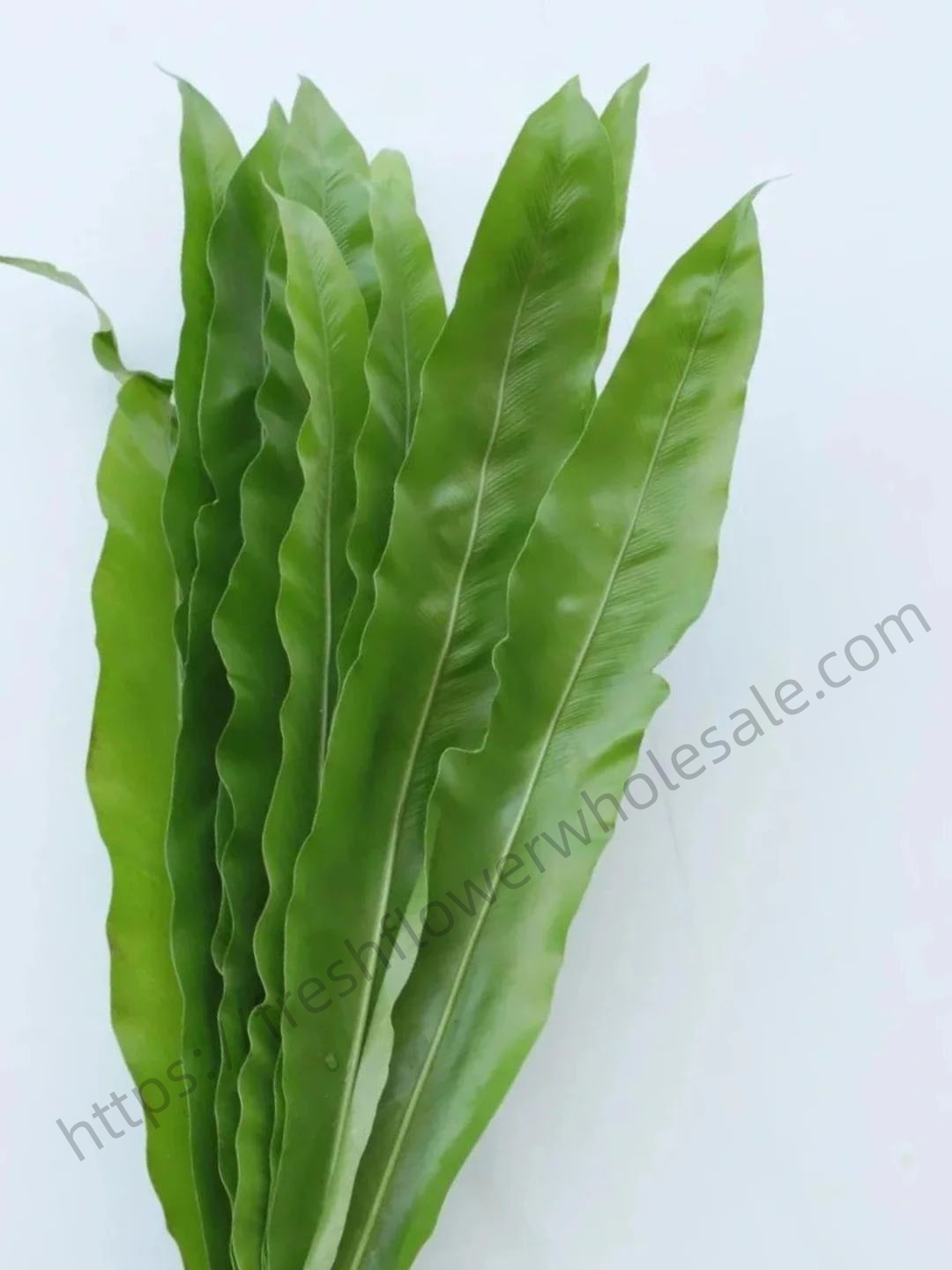 Asplenium Nidus