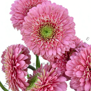 Coral-Pink Gerbera