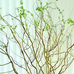 Curly Willow Branch