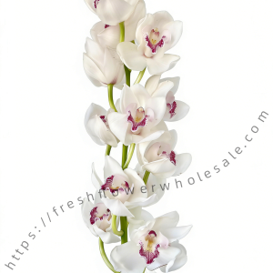 Cymbidium White