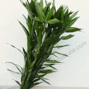 Dracaena sanderiana Sander