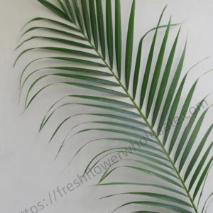 Dypsis Lutescens