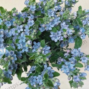 Evolvulus nuttallianus (Shaggy Dwarf Morning Glory) | Fresh Cut Flowers | Seasonal supply | freshflowerwholesale