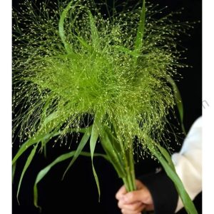 Fountain Grass