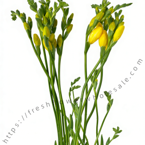 Freesia Yellow1