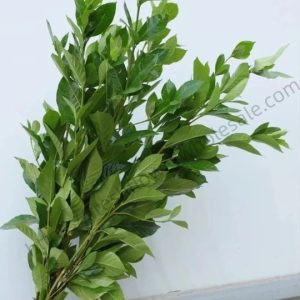 Gardenia