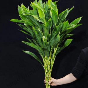 Green Cordyline Fruticosa