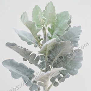 fresh cut Jacobaea Maritima silver foliage wholesale, 400g per bunch, silvery-white woolly leaves bundled for florist delivery, freshflowerwholesale