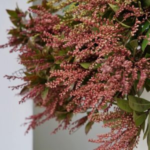 Japanese Andromeda