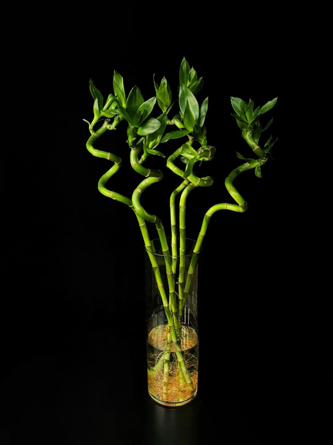 Lucky Bamboo